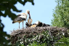 Cigogne blanche_0338.jpg